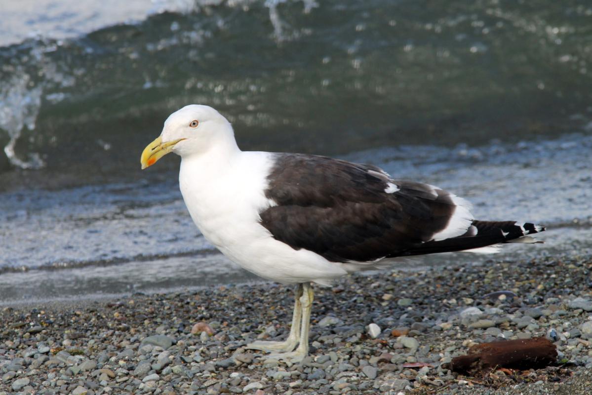 Southern Black-backed Gull (Larus dominicanus), State Highway 94, Te Anau, Southland, New Zealand, 2014-03-04 Southern Black-backed Gull (Larus dominicanus)